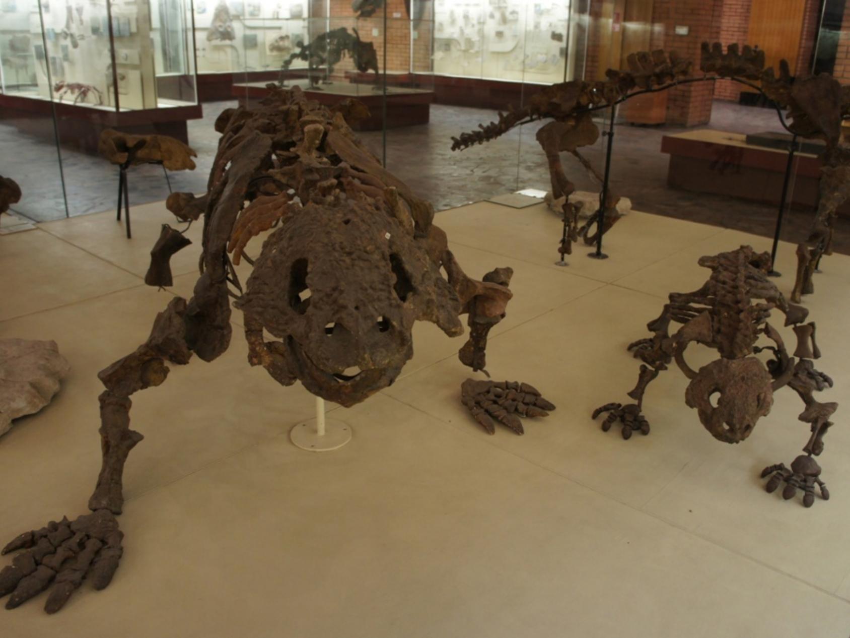 Скутозавр – крупная рептилия из группы парейазавров, или щекастых ящеров. Представленный в музее скутозавр Карпинского обитал около 255 млн лет назад на территории  Архангельской области. Фото Палеонтологический музей имени Ю.А.Орлова