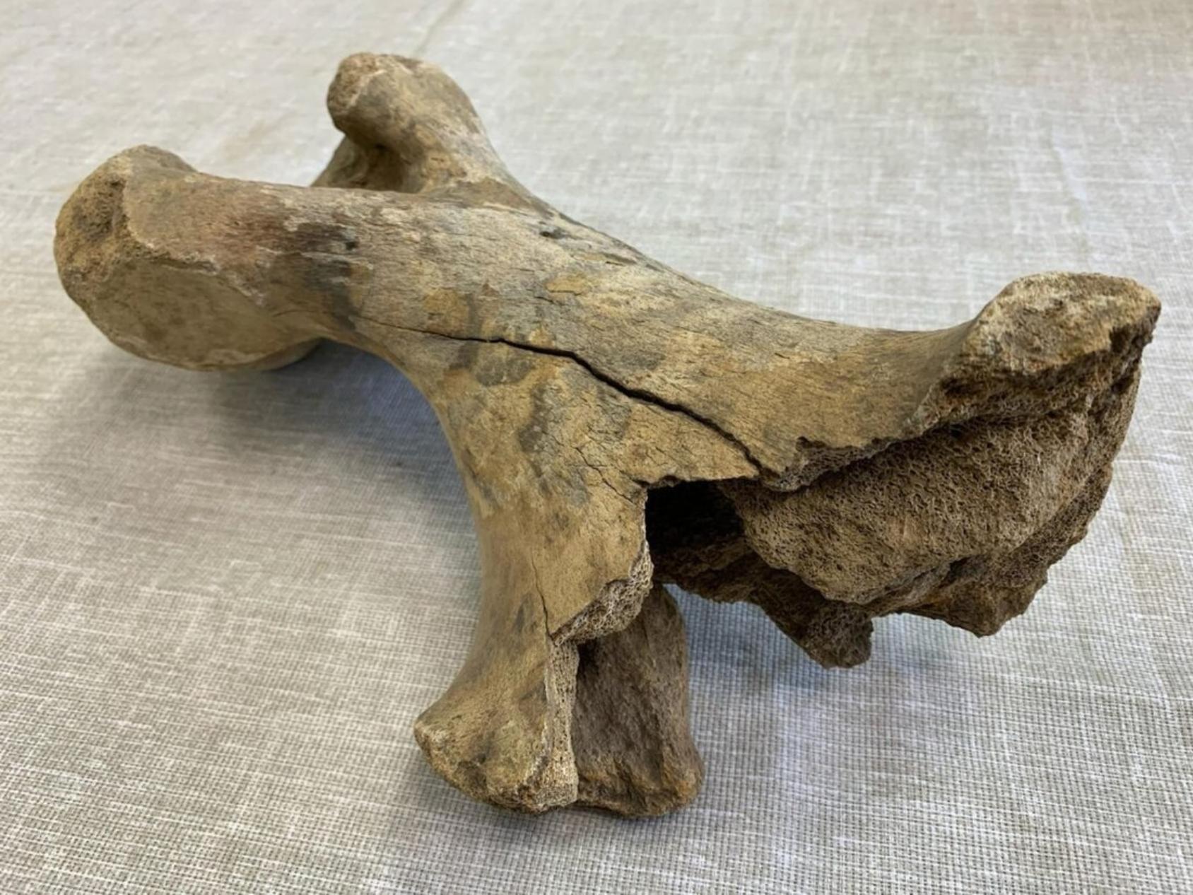 Плечевая косточка, предположительно, шерстистого носорога из Устьянского района