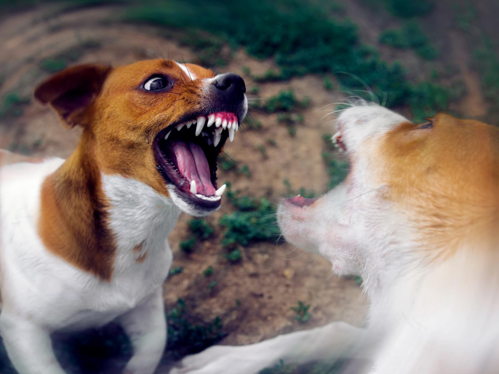 Беседа с психологом: ﻿«Собаки лают – караван идёт»