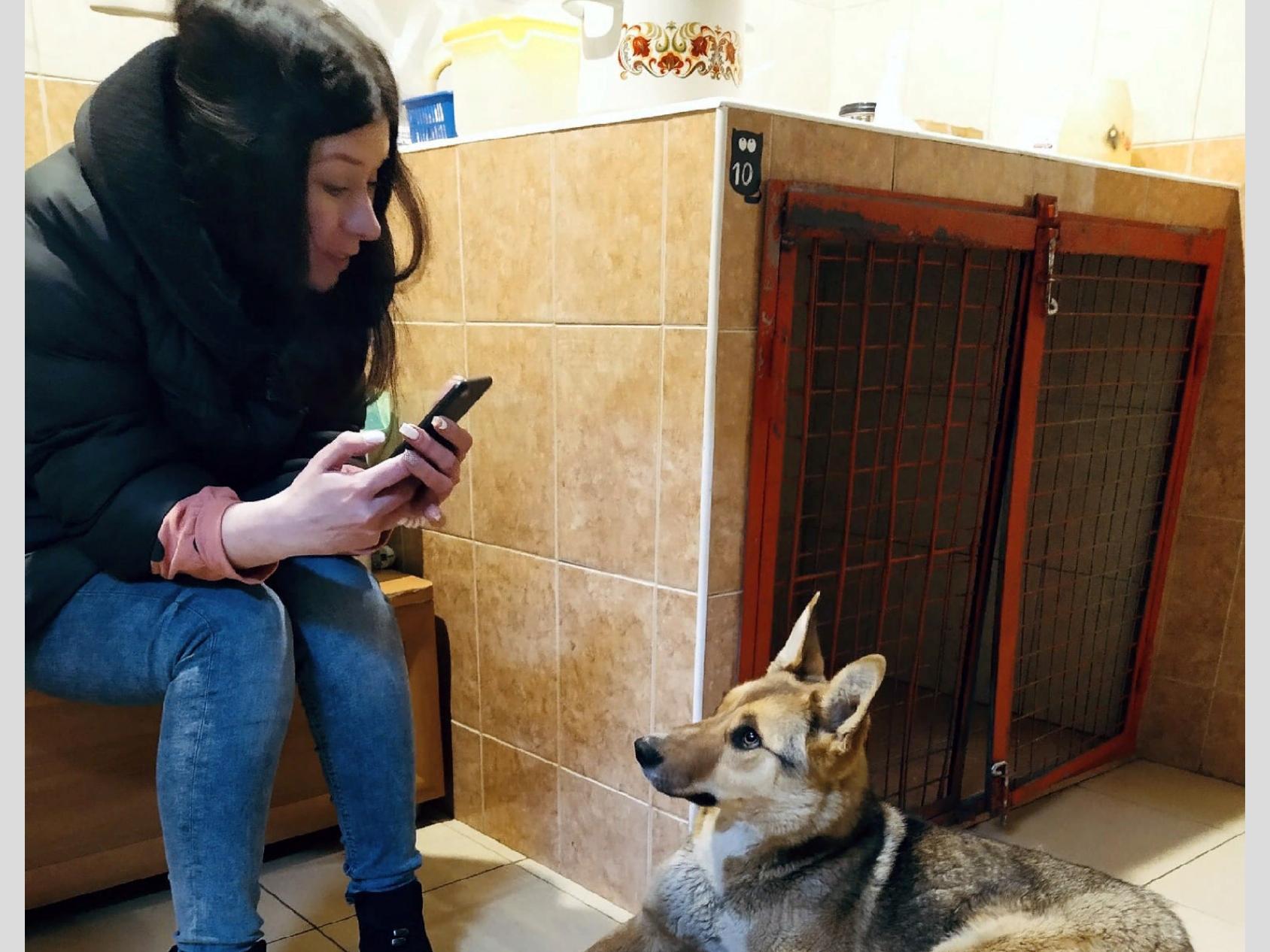 В Архангельской области спасение одной собаки привело к созданию  благотворительного фонда